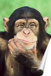  шимпанзе