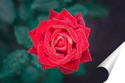  Natural red roses background