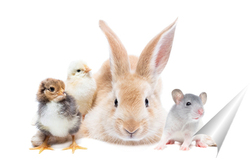   Постер Animals on isolated white background