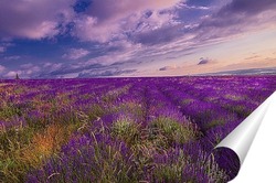  В аромате лаванды