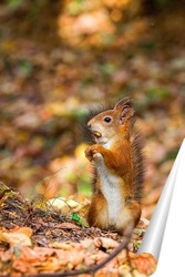   Постер Белочка