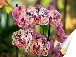   Постер Орхидеи