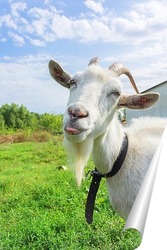  Белая коза в саду ест молодую сочную траву, разводит коз