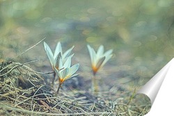  Подснежники