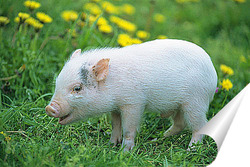  Pig farming raising and breeding of domestic pigs.	