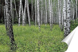   Постер БЕРЕЗЫ