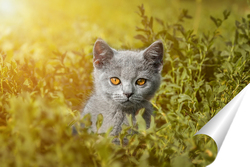  Британская кошка прогуливается по зеленой траве.
