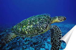  turtle014