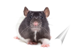   Постер крыса на белом фоне