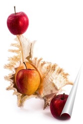   Постер Натюрморт с морской раковиной и яблоками