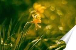  Желтые цветы и божья коровка