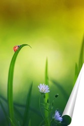   Постер красивая маленькая божья коровка ползет по весеннему лугу с нежными белыми цветами и сочной зеленой травой