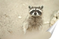   Постер енот   