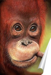   Постер Орангутанг