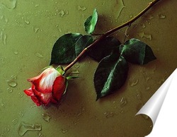  роза на мокром стекле