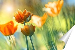   Постер Желтые тюльпаны в солнечном свете.