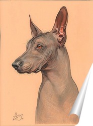   Постер Голая мексиканская собака