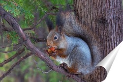   Постер Белка на ветке