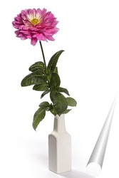   Постер Цветок георгины на белом фоне
