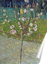   Постер Миндальное дерево в цвету