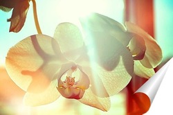   Постер Орхидея в лучах утреннего солнца