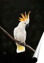   Постер Попугай Какаду
