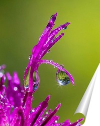  Бабочка и муравей с каплей воды