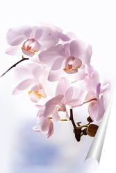   Постер Нежные орхидеи 2