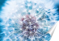  Dandelion seed pod in a beautiful background