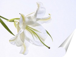  Белая лилия