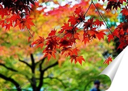  Япония. Сезон Красных кленов