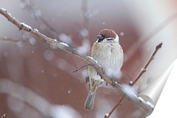   Постер воробей под снегом