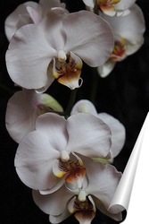   Постер белая орхидея