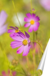 Нежное летнее настроение 