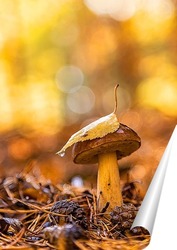   Постер Подберё слистиком клёна и капелькой росы