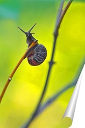  На сыроежке