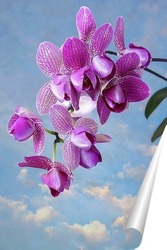   Постер Цветущая гроздь орхидеи пелорик на фоне неба