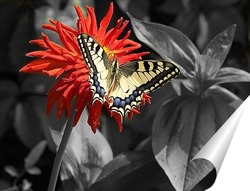  Про бабочку в нашем саду