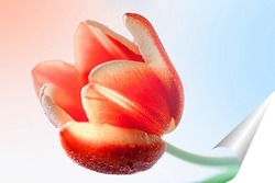  Три тюльпана