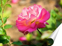  Розовые розы с петуниями