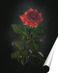   Постер Роскошная алая роза на черном фоне