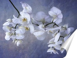  Орхидея фаленопсис Утренняя Заря на черном фоне