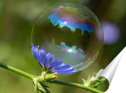   Постер Мыльный пузырь на цветке василька
