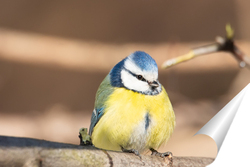  Goldfinch, Carduelis carduelis, perched on wooden perch with blurred natural background