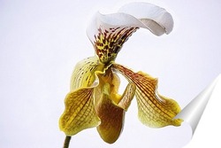  Постер Орхидея Пафиопедилюм Принц крупным планом
