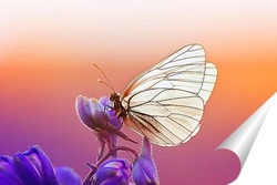  нежная голубая бабочка сидит на летнем лугу