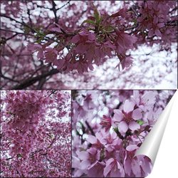  Ветки цветущей сакуры