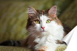  Портрет дворового кота