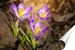   Постер Purple Crocus Flowers in Spring. High quality photo..	