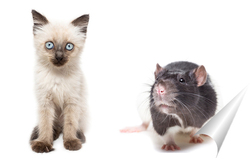  animals on isolated white background